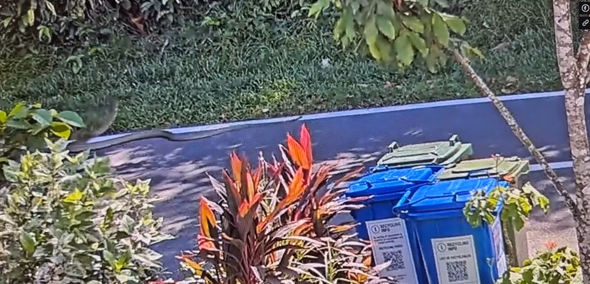 Trong khi đó, người hàng xóm của OP bàng hoàng khi phát hiện con trăn ở dưới gầm xe khi đang rửa xe. Rất may, một người đi xe đạp đi ngang qua đã phát hiện ra con vật và nhanh chóng xử lý con trăn để không gây nguy hiểm cho người. Ảnh cắt từ clip.