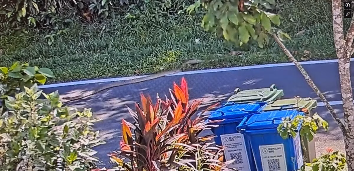 Tuy nhiên, con rắn hổ mang chúa bò theo con trăn ra đường để đuổi theo con trăn gấm. Tuy nhiên, dường như sự xuất hiện của một vài chiếc xe đã làm con rắn hổ mang chúa giật mình nên vội vã bò vào bụi cây gần đó.