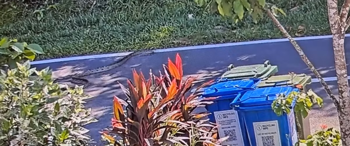 Trong lúc kiểm tra, anh sốc khi chứng kiến cuộc chiến "nảy lửa" giữa con trăn gấm với con rắn hổ mang chúa Sunda.