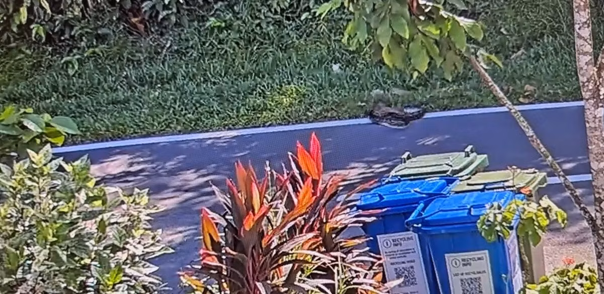 Chia sẻ đoạn phim trên Reddit's r/singapore vào ngày 1/7, người dùng u/kenryuuT cho biết, anh đã xem lại camera giám sát để tìm hiểu lý do tại sao một con trăn lại trườn vào nhà hàng xóm của anh.