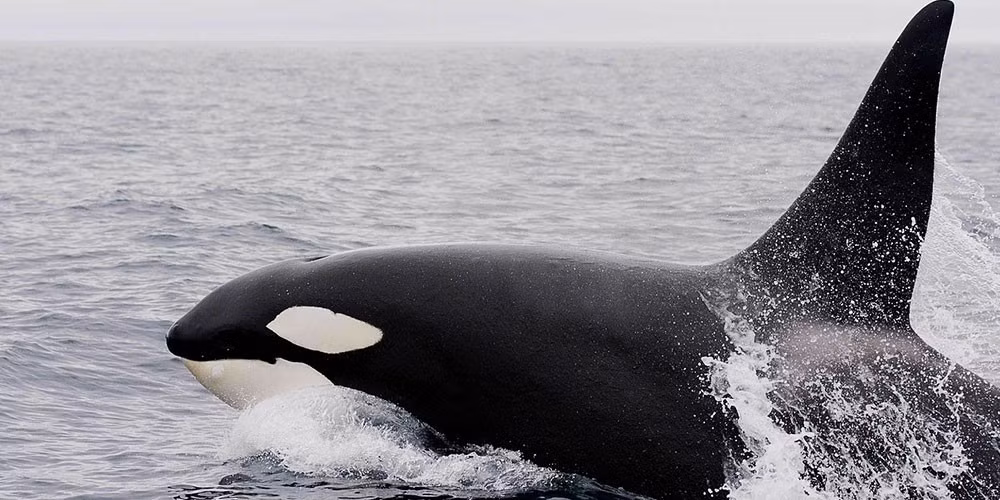 Theo Giám đốc Monika, sự việc tương tự có thể xảy ra nhiều lần trong năm nhưng không được nhìn thấy. Hành vi này của cá voi sát thủ mẹ có thể là một phản ứng cảm xúc do không thể buông bỏ hoặc có thể là một nỗ lực để cứu sống con non. Ảnh: bakken-young.com.