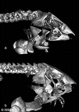 View - Phát hiện loài ếch mũi lợn, da trơn bóng tím biếc độc lạ | Báo Tri thức và Cuộc sống - TIN TỨC PHỔ BIẾN KIẾN THỨC 24H