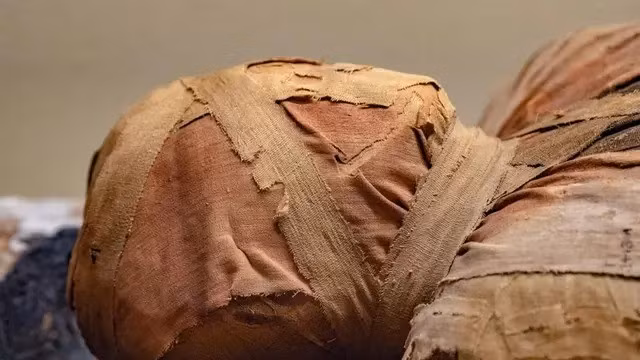 Huarango là loài cây bản địa ở vùng duyên hải Peru, thường được người xưa dùng để đánh dấu mộ phần. Ảnh: iStock.