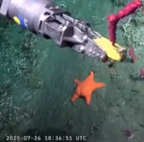 Với màu cam bắt mắt và thân hình tròn đầy, sao biển này gây chú ý không chỉ vì bị so sánh với vòng 3 con người mà còn nhờ những thước phim rõ nét ghi lại khoảnh khắc di chuyển trên nền cát đáy đại dương. Ảnh: 9gag.