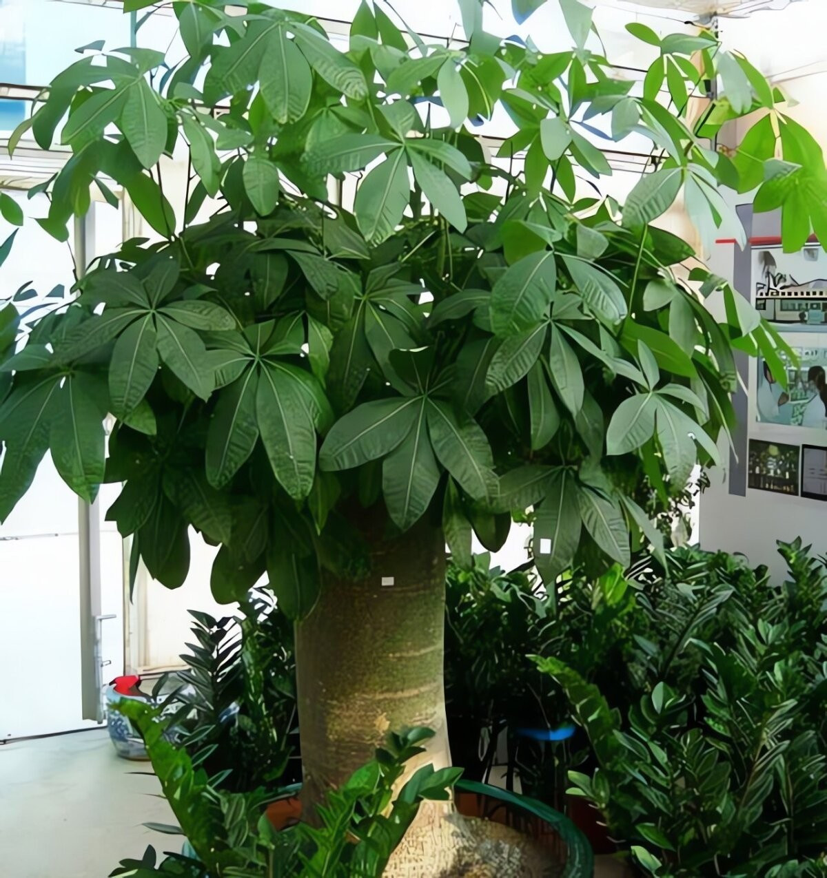 2. Kim ngân – cây cảnh tài lộc, lọc khí vượt trội. Kim ngân không chỉ mang ý nghĩa phong thủy chiêu tài, giữ lộc mà còn là “bậc thầy” trong việc làm sạch không khí, đặc biệt giỏi khử formaldehyde từ vật liệu xây dựng.