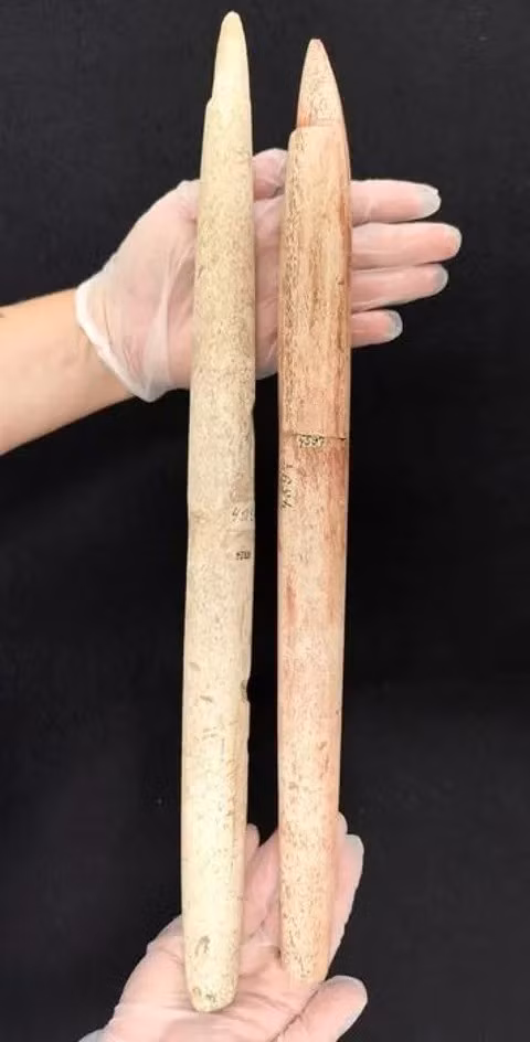 Trong đó, những nghiên cứu trước đây cho thấy con người đã săn bắt cá voi lớn bằng lao làm từ xương hươu cách đây 6.000 năm ở khu vực ngày nay là Hàn Quốc. Những chiếc lao có niên đại từ khoảng 3.500 đến 2.500 năm trước đã được tìm thấy ở Bắc Cực và cận Bắc Cực. Ảnh: ERC Tradition.