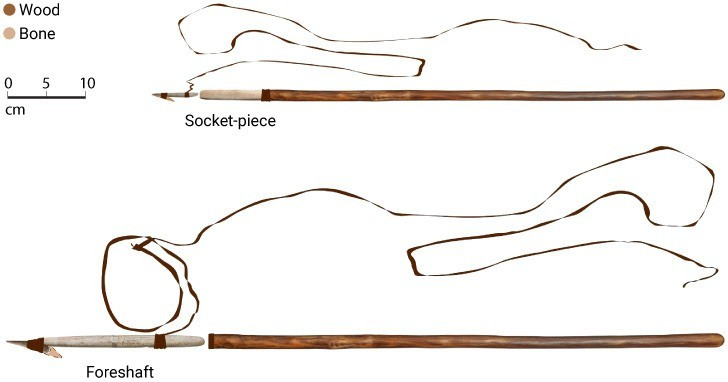 Mặc dù các cộng đồng ven biển đã tận dụng giá trị của những con cá voi mắc cạn trong ít nhất 20.000 năm nhưng bằng chứng về hoạt động săn bắt có chủ đích của con người lại có niên đại trẻ hơn nhiều. Ảnh: ERC Tradition.