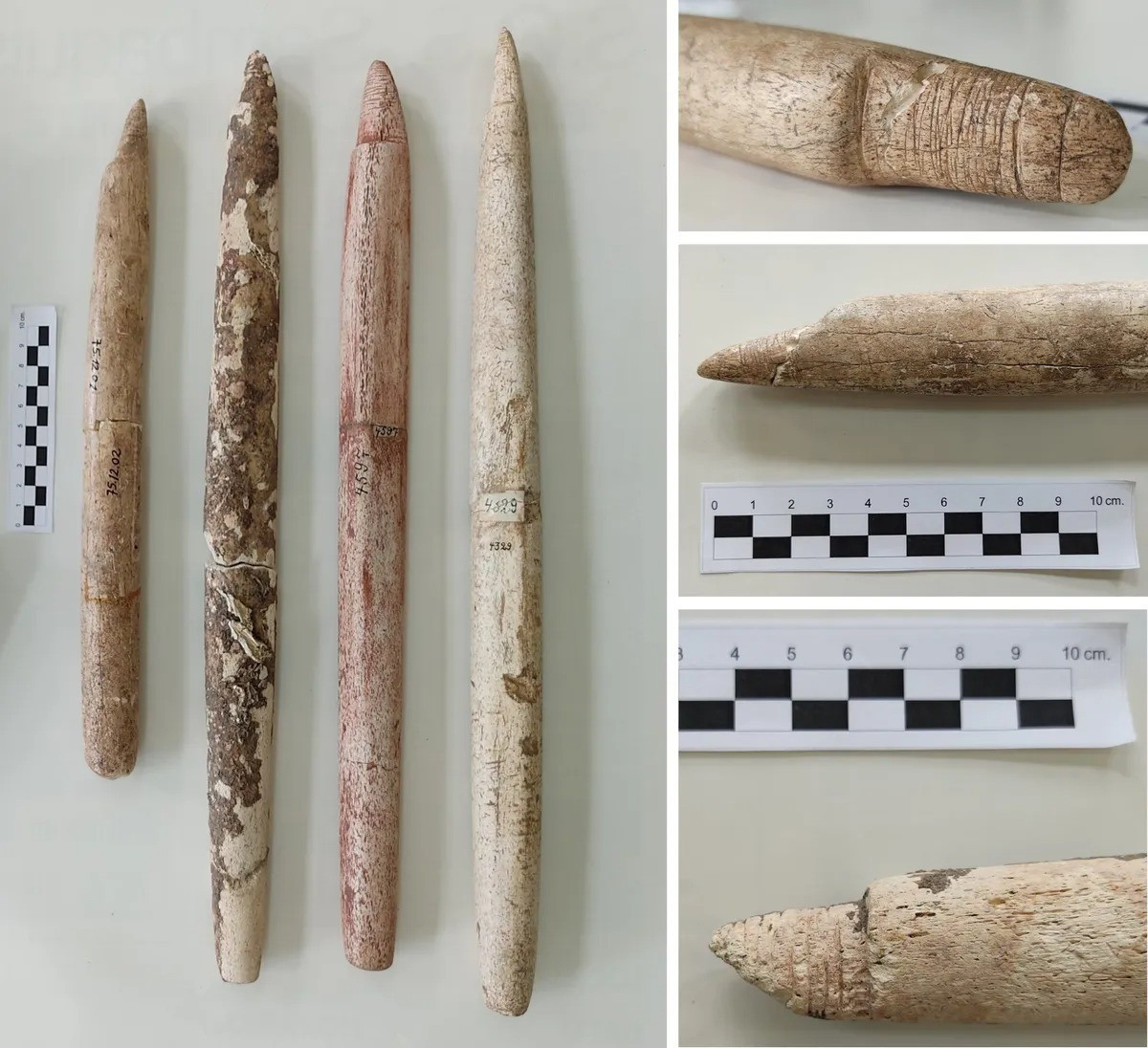 Nghiên cứu mới của các chuyên gia chỉ ra những công cụ, bao gồm mũi lao dùng để săn bắt cá voi tìm thấy ở khu vực ngày nay là Brazil có niên đại khoảng 4.710 - 4.970 năm. Ảnh: ERC Tradition.