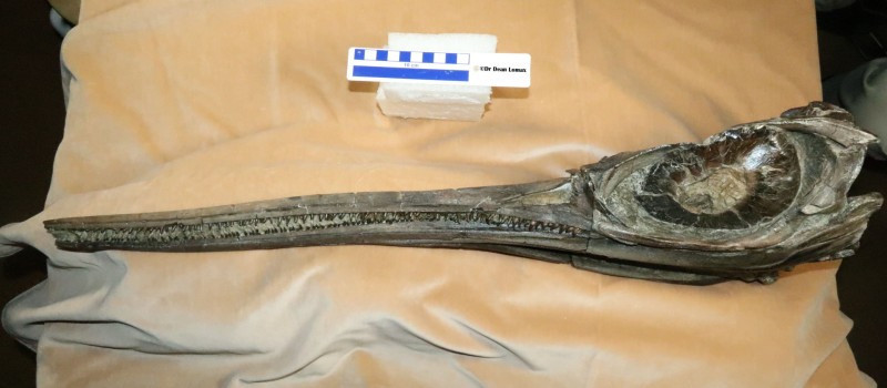 Ichthyosaurs là loài bò sát sống dưới nước. Chúng không được coi là khủng long. Rồng kiếm có niên đại từ thời kỳ Pliensbach (khoảng 190 triệu năm trước). Ảnh: manchester.ac.uk.