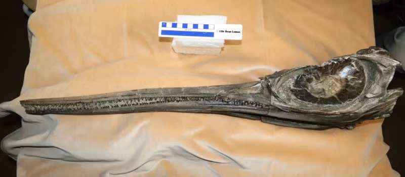 Ichthyosaurs là loài bò sát sống dưới nước. Chúng không được coi là khủng long. Rồng kiếm có niên đại từ thời kỳ Pliensbach (khoảng 190 triệu năm trước). Ảnh: manchester.ac.uk.