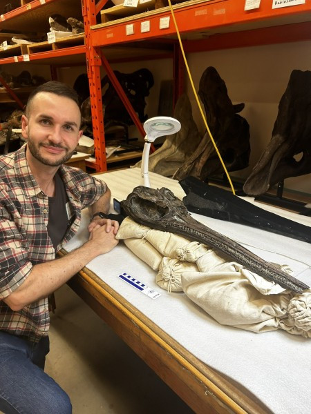 Mặc dù được phát hiện từ năm 2001 tại Golden Cap (xứ Dorset) nhưng bộ xương hóa thạch của "Rồng kiếm xứ Dorset" chỉ mới được các nhà cổ sinh vật học phân tích chi tiết gần đây và công bố kết quả nghiên cứu vào cuối tuần trước. Ảnh: manchester.ac.uk.