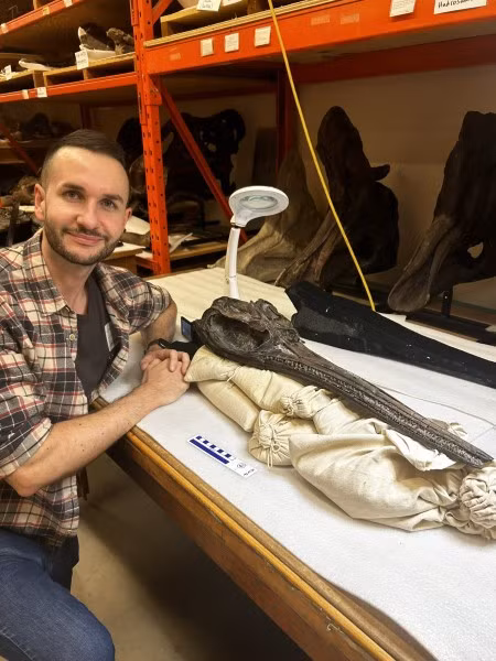 Mặc dù được phát hiện từ năm 2001 tại Golden Cap (xứ Dorset) nhưng bộ xương hóa thạch của "Rồng kiếm xứ Dorset" chỉ mới được các nhà cổ sinh vật học phân tích chi tiết gần đây và công bố kết quả nghiên cứu vào cuối tuần trước. Ảnh: manchester.ac.uk.