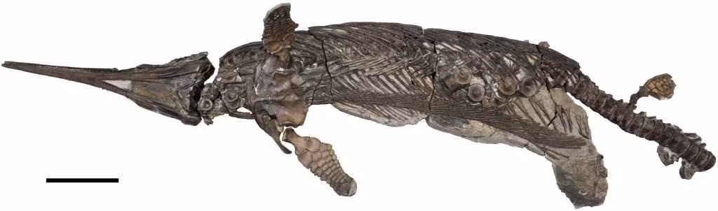 Bộ xương "Rồng kiếm xứ Dorset" dự kiến sẽ được trưng bày tại Bảo tàng Hoàng gia Ontario ở Toronto (Canada). Ảnh: Dean R. Lomax.