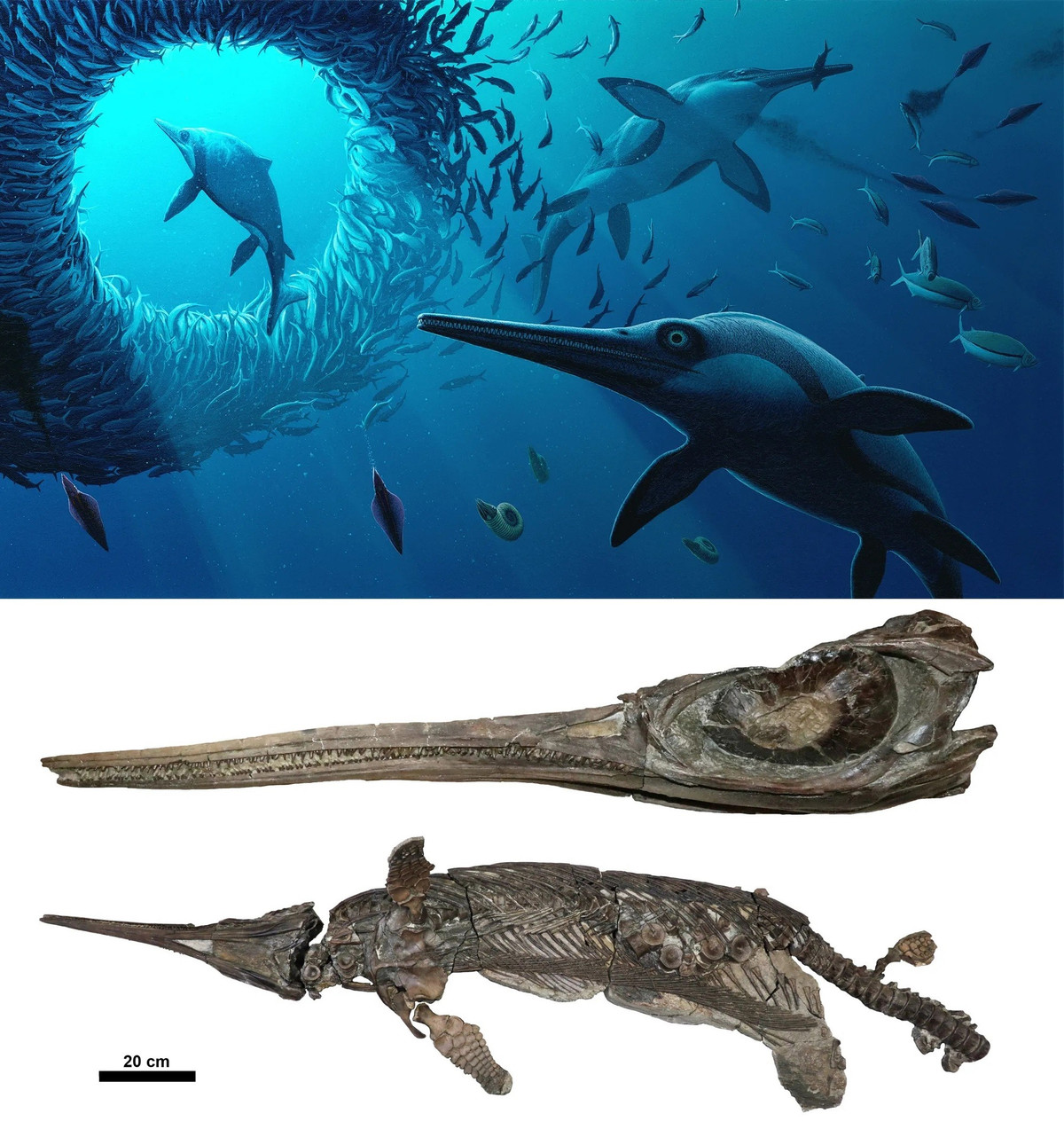 Mẫu hóa thạch bao gồm một hộp sọ có hốc mắt lớn và mũi dài như lưỡi kiếm. Các nhà nghiên cứu cho biết loài “Rồng kiếm xứ Dorset” có chiều dài khoảng 3m, thức ăn gồm cá và mực. Ảnh: Lomax, Massare &amp; Maxwell, 2025/DOI: doi.org/10.1002/spp2.70038 Artwork by Bob Nicholls.