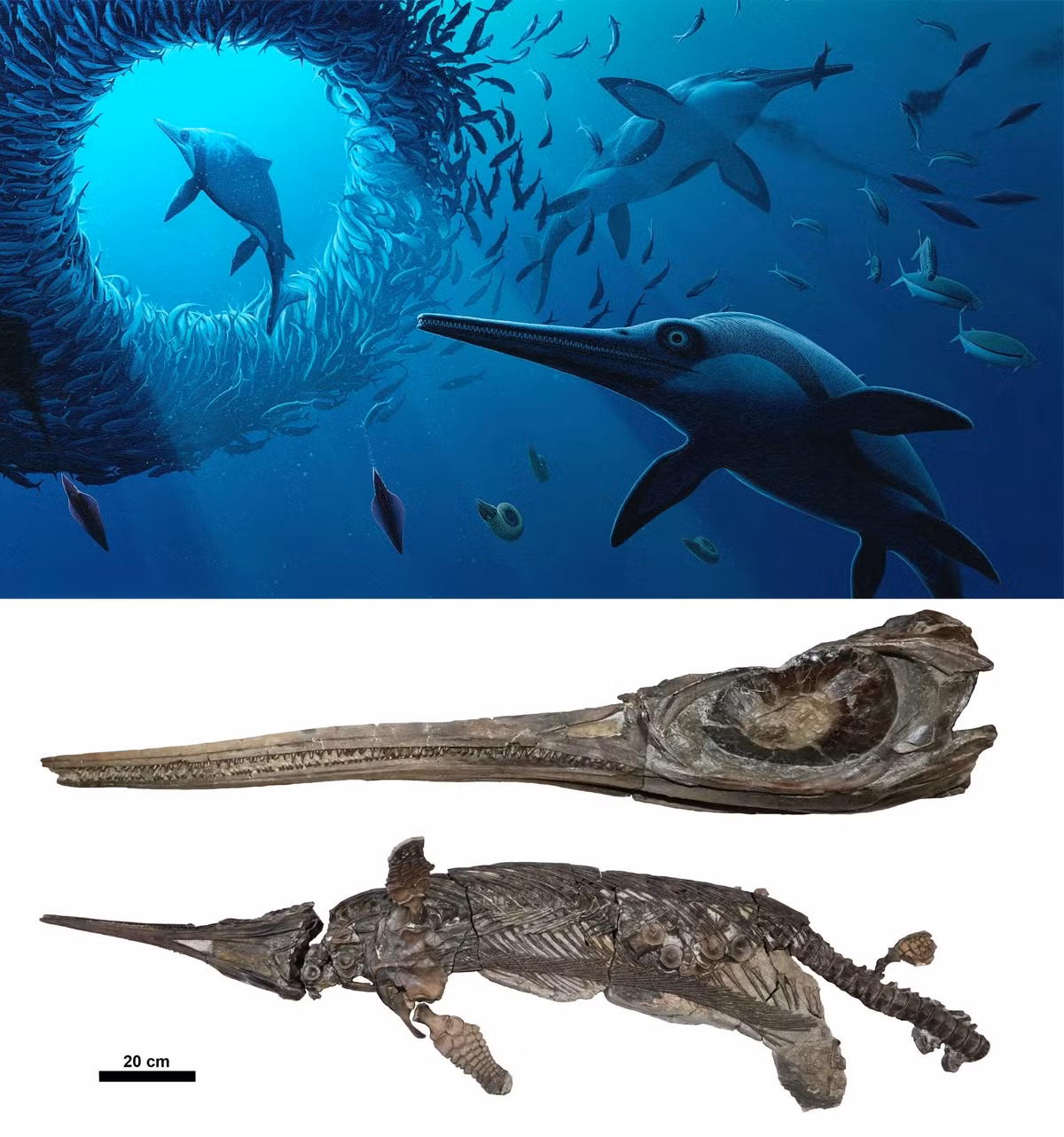 Mẫu hóa thạch bao gồm một hộp sọ có hốc mắt lớn và mũi dài như lưỡi kiếm. Các nhà nghiên cứu cho biết loài “Rồng kiếm xứ Dorset” có chiều dài khoảng 3m, thức ăn gồm cá và mực. Ảnh: Lomax, Massare &amp; Maxwell, 2025/DOI: doi.org/10.1002/spp2.70038 Artwork by Bob Nicholls.