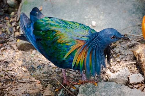 Chim bồ câu Nicoba thường kiếm ăn trên mặt đất ở những vùng bằng phẳng, nhiều lá cây rụng. Thức ăn chủ yếu gồm các loại trái cây rừng, những hạt cứng và một vài động vật không xương sống. Ảnh: salis- – some rights reserved (CC BY-NC).