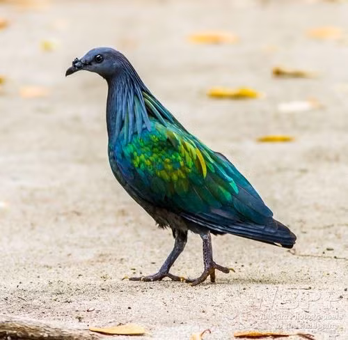 Trong những năm qua, do môi trường sống bị thu hẹp và nạn săn bắt trái phép nên số lượng cá thể chim bồ câu Nicoba trong tự nhiên suy giảm nghiêm trọng. Ảnh: kdonbo.