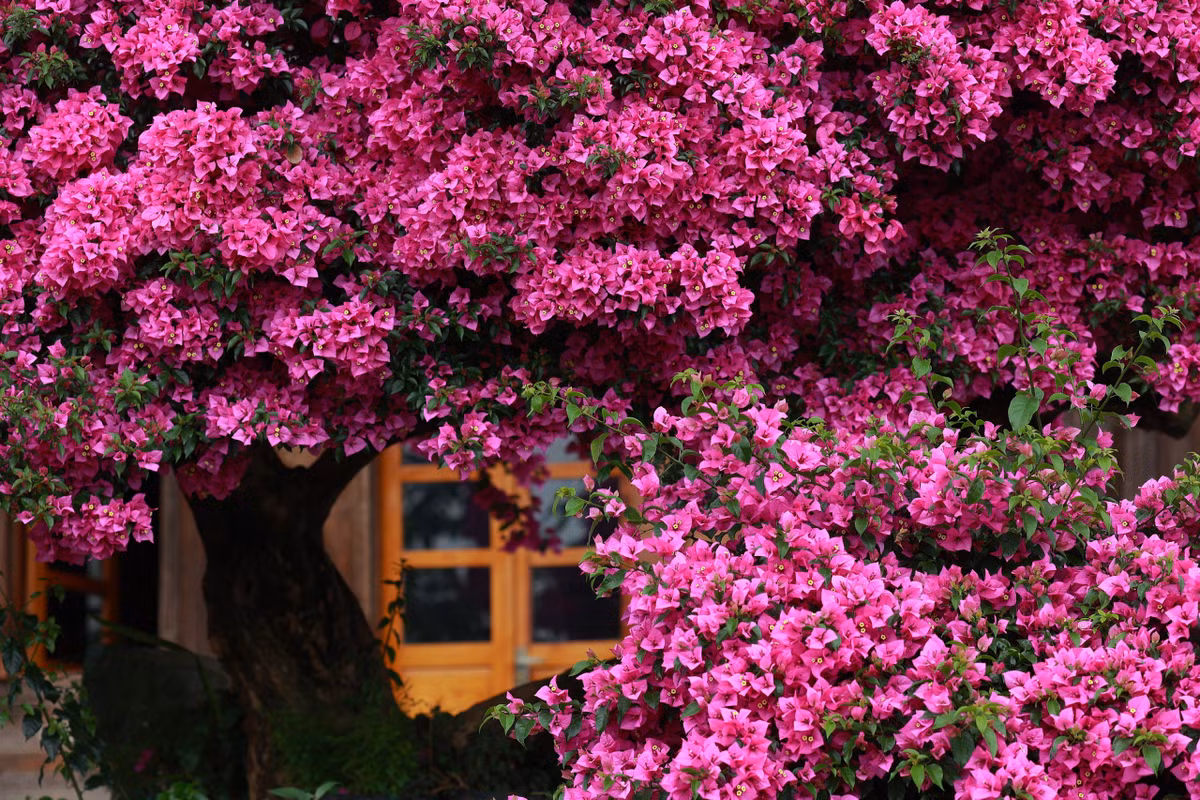 Hoa giấy cũng được nhiều gia đình trồng vì dễ chăm sóc, nở hoa đẹp và mang ý nghĩa phong thủy tốt. Tuy nhiên, các bụi hoa giấy thường rậm rạp, chằng chịt và mọc sát tường, thường được trồng ở cổng hoặc hàng rào. Đó là những vị trí mà rắn thường ẩn nấp rồi bò vào trong nhà. Ảnh: Vietnamnet.