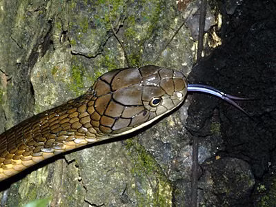 Tiếp đến, công an xã và Kiểm lâm lập biên bản theo quy định, đảm bảo đúng quy trình chuyên môn. Con rắn hổ mang chúa sau đó đã được thả vào khu rừng tự nhiên trên địa bàn. Ảnh: ecologyasia.com.