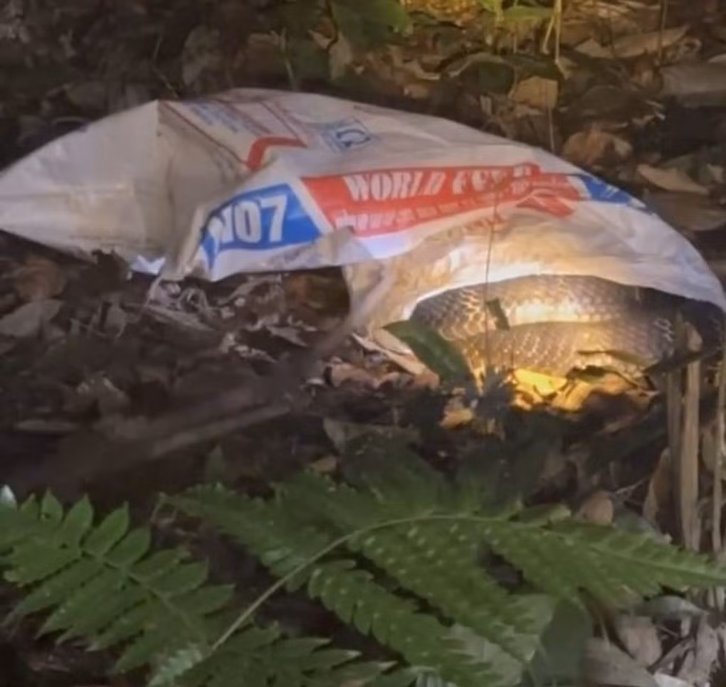 Vào ngày 27/11, Công an tỉnh Phú Thọ cho biết một người dân thôn Ninh Nội (xã An Bình, Phú Thọ) đã trình báo về việc phát hiện con rắn hổ mang chúa nặng 7 kg trong vườn nhà. Ảnh: Người lao động.