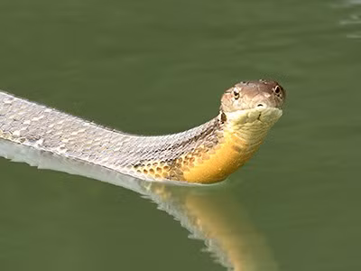 Là loài rắn độc dài nhất thế giới, mỗi cá thể rắn hổ mang chúa khi trưởng thành có thể đạt chiều dài lên tới 7m. Ảnh: ecologyasia.com.