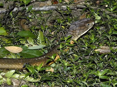 Loài rắn hổ mang chúa phân bố chủ yếu trong các vùng rừng nhiệt đới trải dài từ Ấn Độ đến Đông Nam Á. Ảnh: ecologyasia.com.