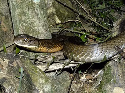 Sau quá trình tiếp cận thận trọng, lực lượng chức năng đã khống chế thành công con rắn hổ mang chúa trong tình trạng sức khỏe ổn định. Ảnh: ecologyasia.com.