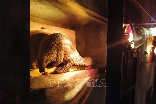 Theo Liên minh Bảo tồn Thiên nhiên Quốc tế (IUCN), 8 loài tê tê đang bị đe dọa tuyệt chủng, trong 4 loài tê tê châu Á có 2 loài nằm trong Danh lục Đỏ IUCN ở mức cực kỳ nguy cấp (EN). Ảnh: TTXVN.