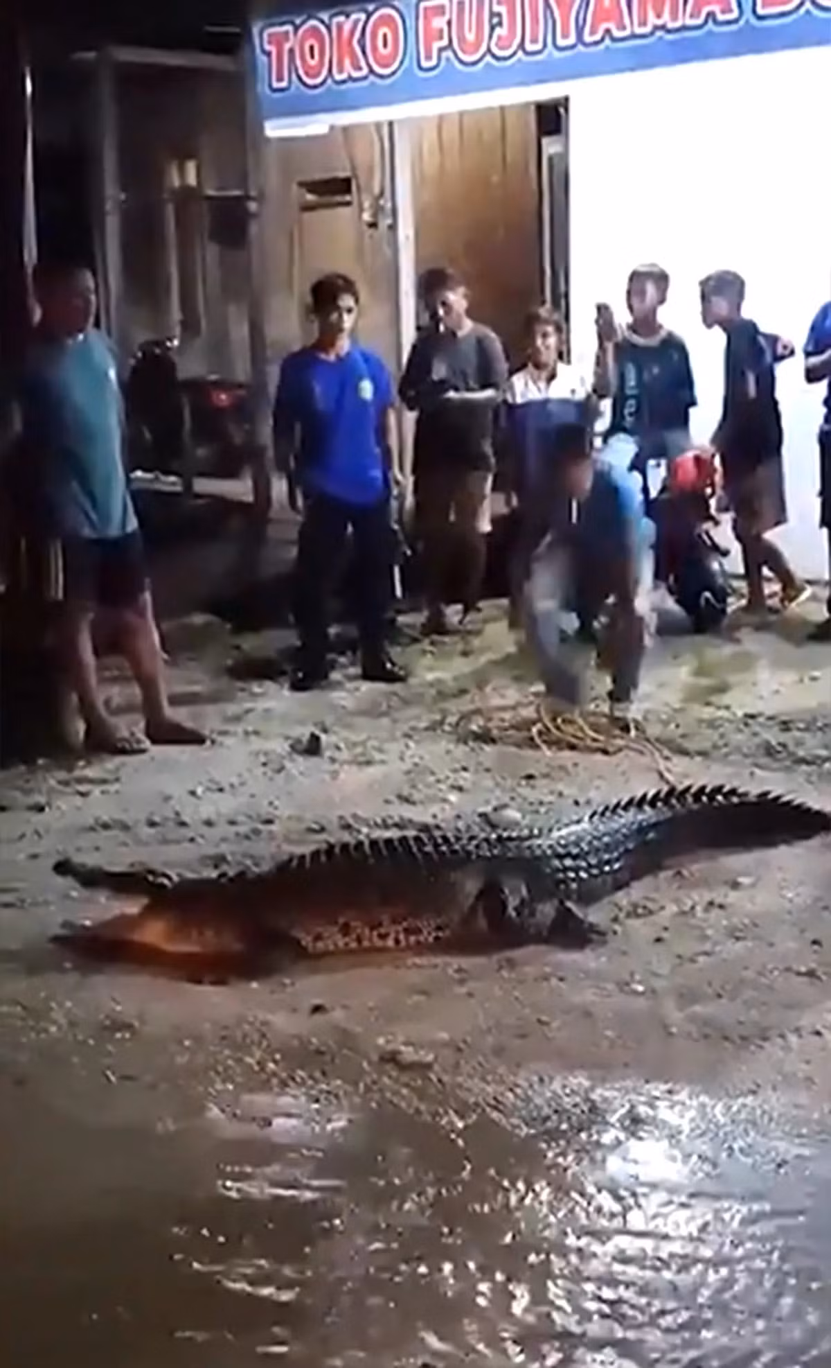 Một con cá sấu dài hơn 3m đã "đi lạc" vào một cửa hàng tạp hóa ở làng Wayo, Indonesia tối 17/8. Khi phát hiện "quái vật" hung dữ này, nhiều khách hàng hoảng sợ, vội vã bỏ chạy.