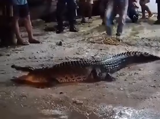 Theo cảnh quay được ghi hình lại, con cá sấu đã bị trượt chân khi cố gắng kéo cơ thể to lớn, ướt đẫm của mình trên sàn gạch.