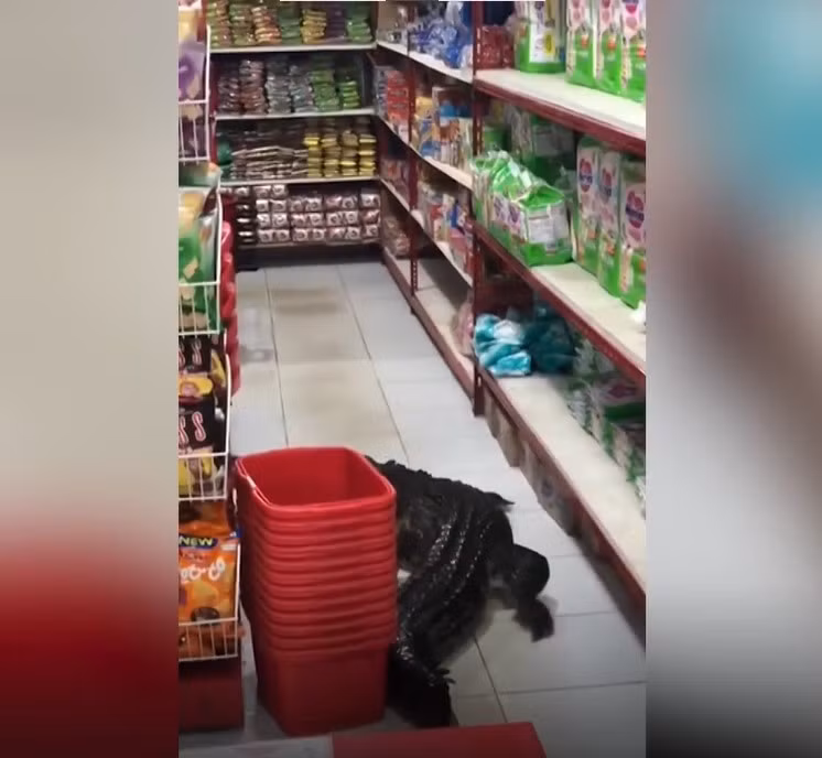 Quan chức địa phương cho biết không có ai bị cá sấu tấn công nhưng họ cảnh báo người dân phải hết sức cẩn thận.