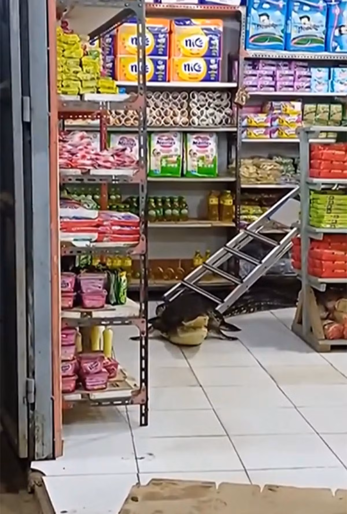 Các nhân viên cửa hàng tạp hóa nhanh chóng gọi điện báo cho lính cứu hỏa đến giúp đỡ, xử lý "vị khách không mời".