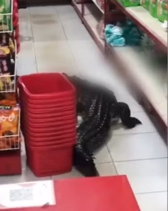 Trợ lý Ủy viên cấp cao Adnan Wahyu, Cảnh sát trưởng Đảo Taliabu, cho biết: "Con cá sấu đến từ đầm lầy bên cạnh Vòng xoay Wayo, cách cửa hàng khoảng 20m".