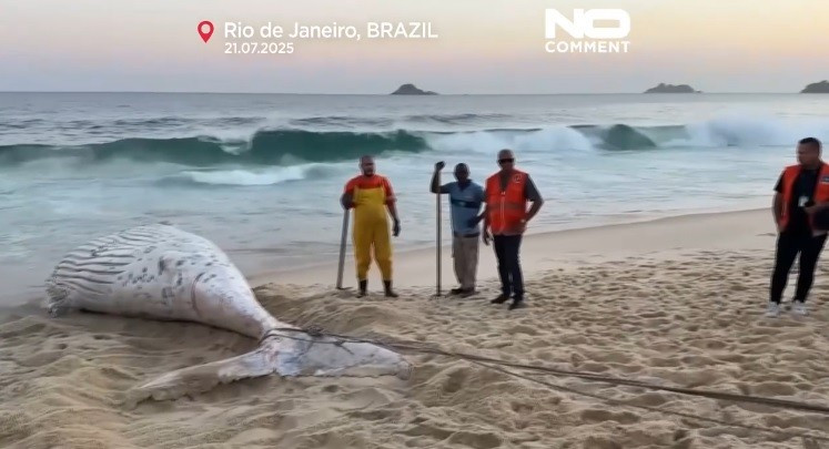 Theo bác sĩ thú y Yasmin Daoualibi, việc tìm thấy những con vật đã chết trong mùa di cư là điều bình thường.