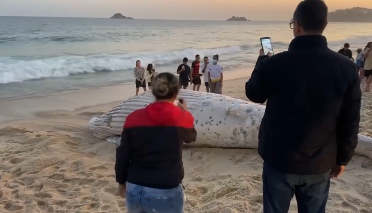 Một con cá voi lưng gù đã trôi dạt vào bãi biển nổi tiếng ở Rio de Janeiro, Brazil vào ngày 21/7 (giờ địa phương) trong tình trạng phân hủy nặng. Sự việc thu hút sự chú ý của người dân và du khách.