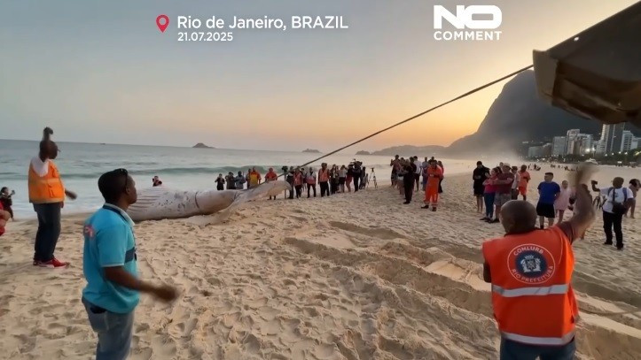 "Chúng tôi thậm chí còn thử mổ con cá voi lưng gù ra một chút và phát hiện các cơ quan nội tạng đã bị phân hủy hoàn toàn. Hình dạng bên ngoài không cho phép phân tích chính xác nên không thể ước tính hay xác định nguyên nhân tử vong", bác sĩ thú y Yasmin cho hay. Ảnh cắt từ clip.