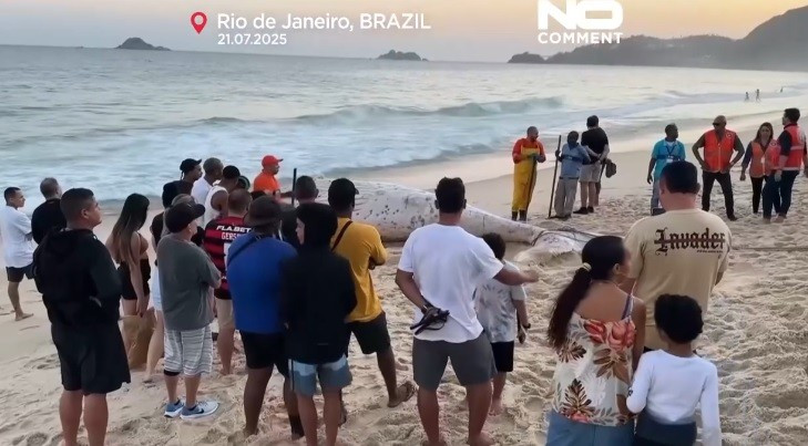 Bà Yasmin cho biết con cá voi lưng gù ở trong tình trạng phân hủy nặng đến mức khó có thể xác định nguyên nhân tử vong.