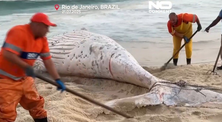 Bác sĩ thú y Yasmin cho biết thêm vì có nhiều loài động vật xuất hiện trong quá trình di cư này nên việc tìm thấy một số con đã chết là điều bình thường. Một số con bị mắc cạn hoặc chết trên biển rồi trôi dạt vào bờ không phải là điều hiếm gặp.