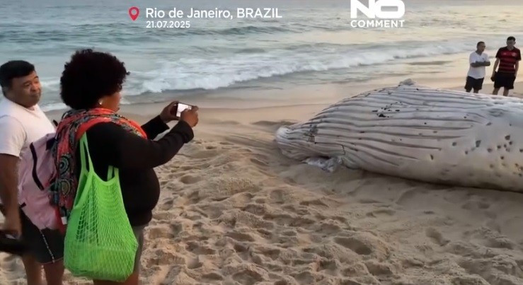 Nhiều người dân đã đứng xung quanh khi các công nhân di dời xác con cá voi "khủng".