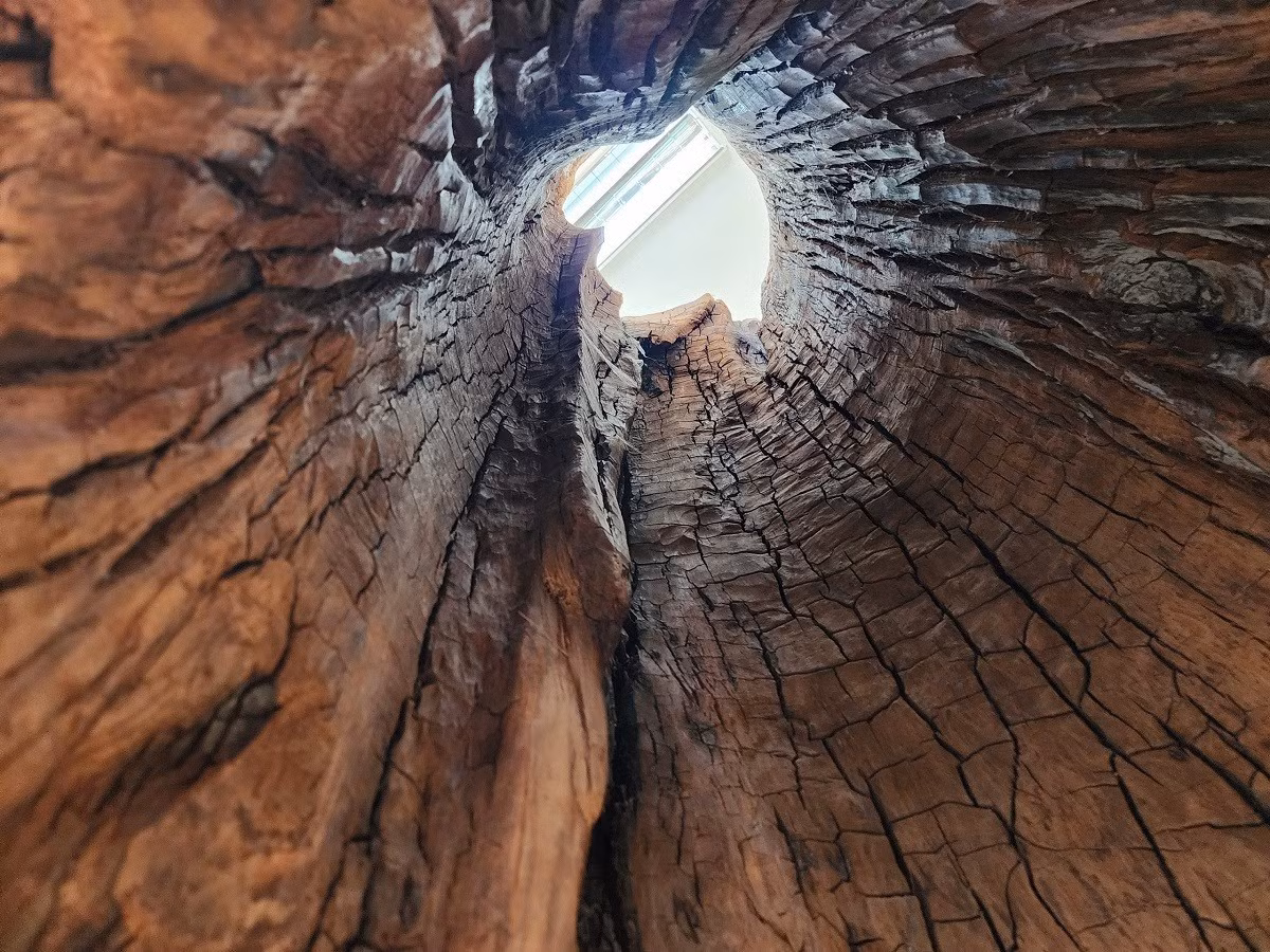 Gỗ sưa cổ thụ mọc trên rừng, trong tự nhiên còn rất ít, thường được người dân ví như "vàng lộ thiên" vì quý hiếm và có giá đắt đỏ. Nhiều đại gia có thể sẵn sàng chi hàng chục tỷ đồng cho tới trăm tỷ đồng để mua được gốc cây sưa hàng chục năm tuổi. Ảnh: Vietnamnet.