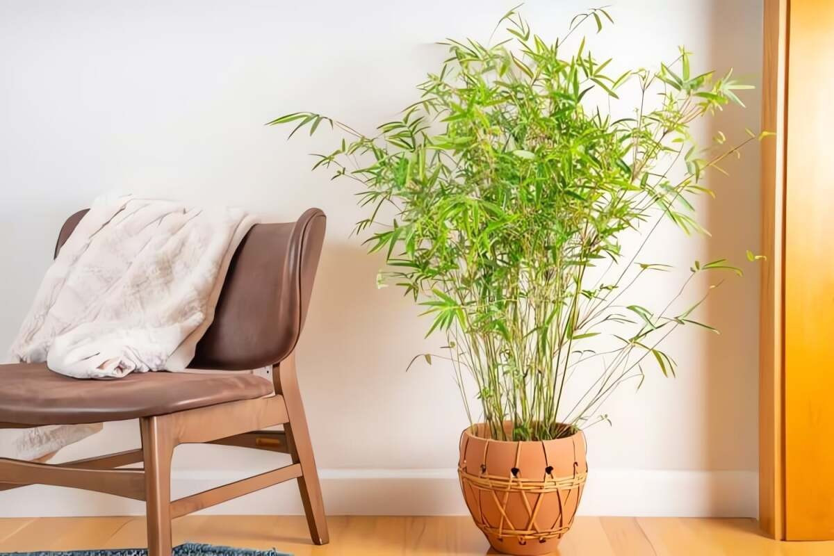 Bên cạnh các giống quen thuộc như tre gai, tre lúa, trúc quân tử, trúc bụng Phật…, một cái tên đang được săn đón đặc biệt là tre Nội Mông (Ampelocalamus naibunensis).