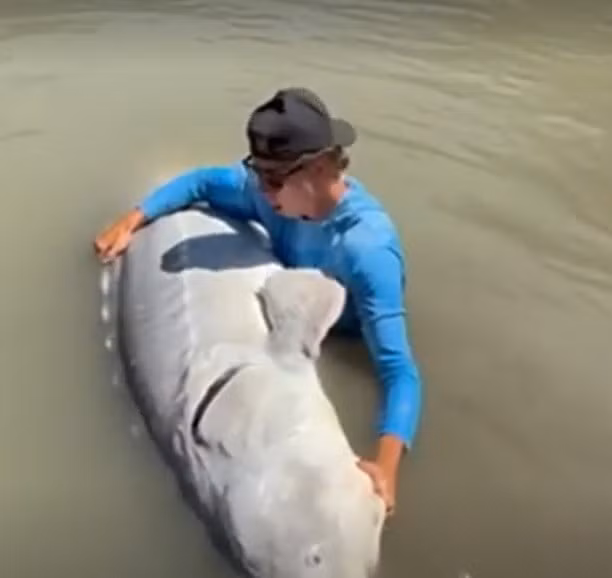 "Tôi thực sự rất lo lắng. Tôi đã nghĩ: "Ôi Chúa ơi, đây chính là cơ hội ngàn năm có một", ông Grimolfson chia sẻ cảm xúc về việc bắt được con cá tầm trắng nặng 317 kg.