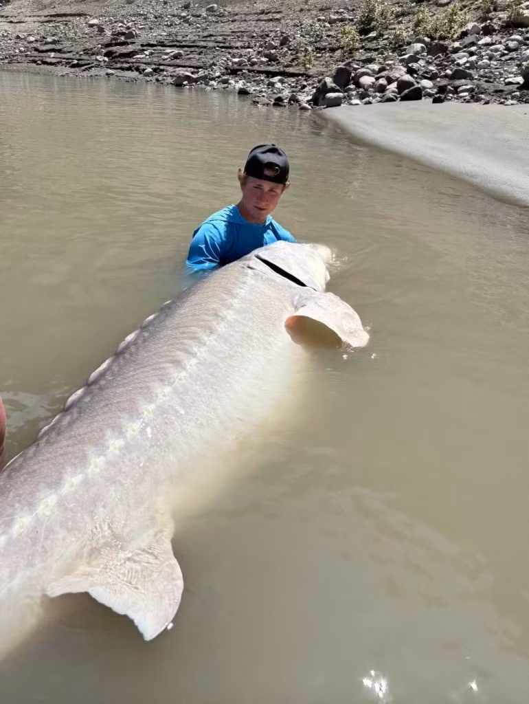 Công ty River Monster Adventures cho biết con cá mệnh danh "Ghost" cha từng được gắn thẻ. Người ta ước tính thủy quái này khoảng 120 - 140 tuổi.