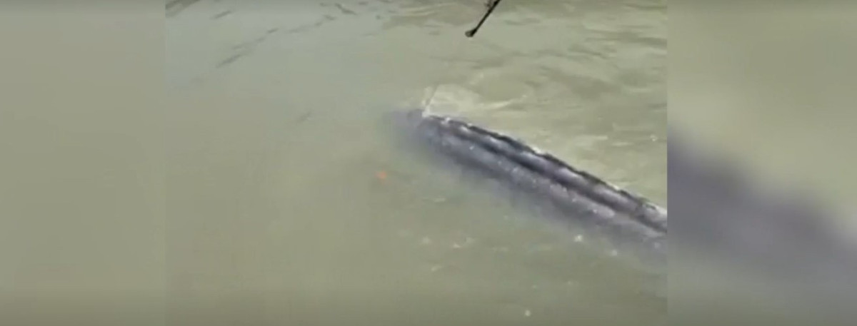 View - 'Quái vật' sông sâu hơn 100 tuổi bị cần thủ bất ngờ tóm sống | Báo Tri thức và Cuộc sống - TIN TỨC PHỔ BIẾN KIẾN THỨC 24H