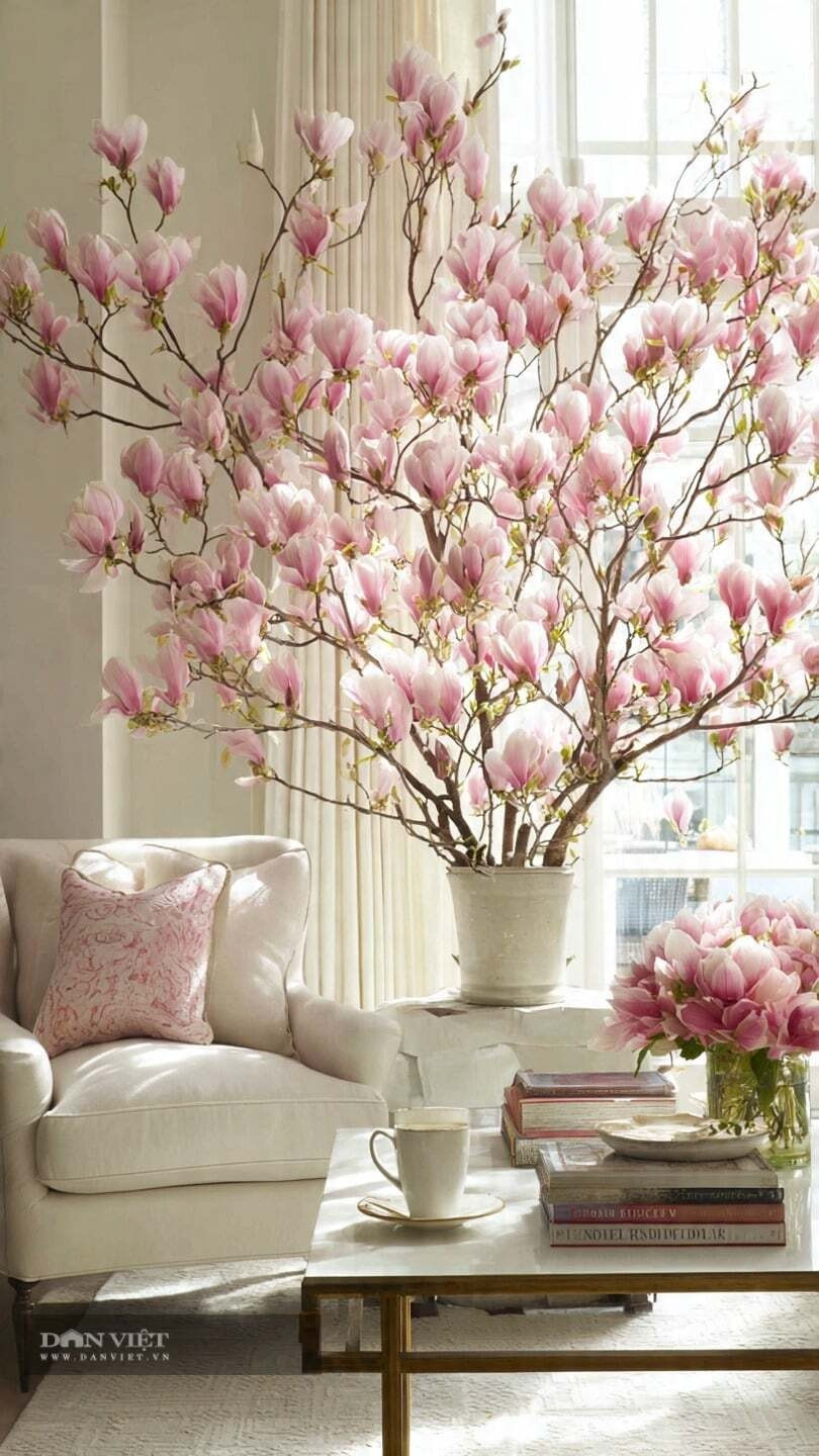 Nuôi một giấc mơ mùa xuân trong nhà: Dưỡng một cành mộc lan là hành trình chờ đợi đầy thi vị. Khi hoa nở rộ đúng giao thừa, đó không chỉ là decor Tết mà còn là cảm giác mùa xuân đã thực sự bước vào nhà.