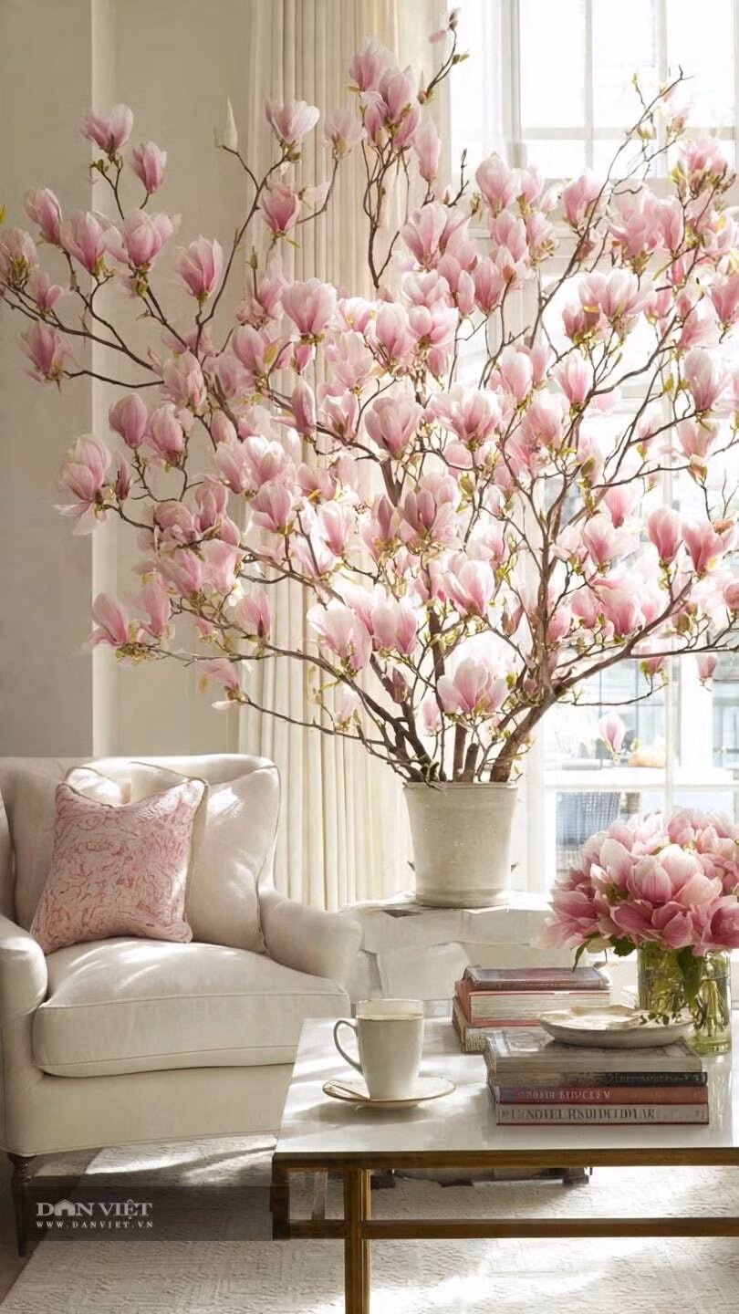 Nuôi một giấc mơ mùa xuân trong nhà: Dưỡng một cành mộc lan là hành trình chờ đợi đầy thi vị. Khi hoa nở rộ đúng giao thừa, đó không chỉ là decor Tết mà còn là cảm giác mùa xuân đã thực sự bước vào nhà.