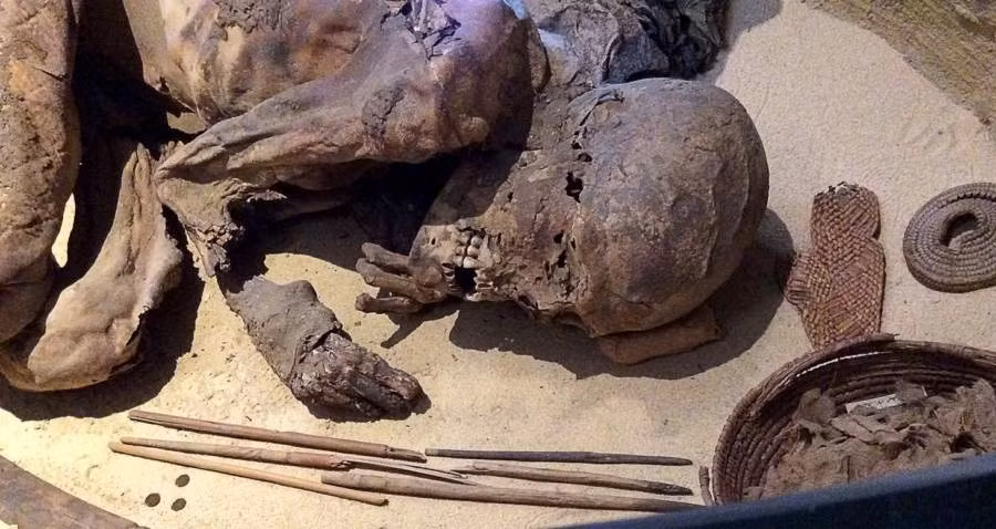 Sau khi được đưa tới bảo tàng, Fred chưa từng trải qua bất kỳ biện pháp bảo quản nhân tạo nào. Điều này khiến xác ướp trở thành mẫu vật hoàn hảo để nghiên cứu về kỹ thuật ướp xác của người Ai Cập thời cổ đại. Ảnh: Raffaella Bianucci, University of Turin.