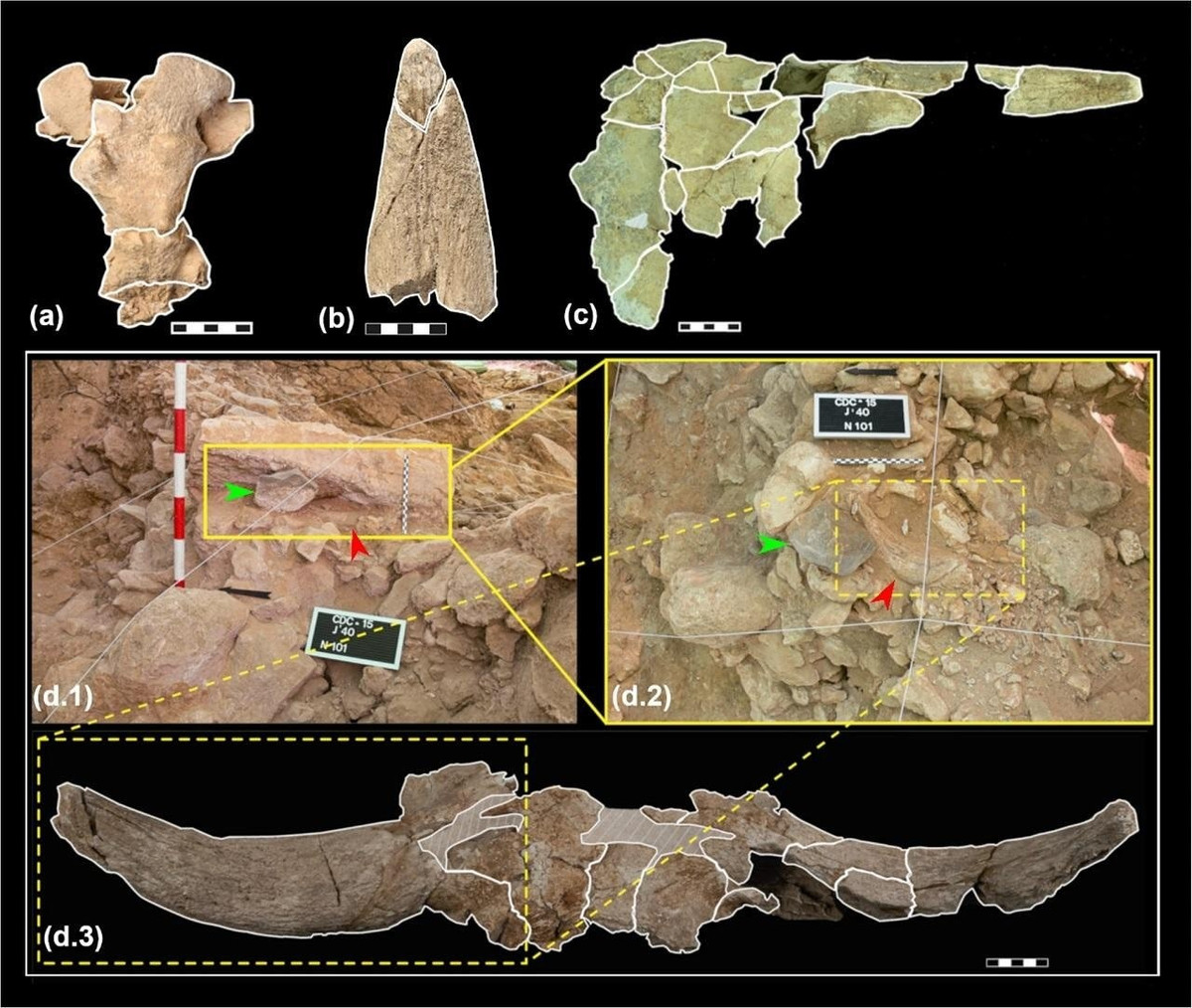Chuyên gia Villaescusa Fernández cho hay lý do chính xác tại sao người Neanderthal lại thu thập những hộp sọ này vẫn chưa rõ ràng nhưng việc lựa chọn, xử lý và sắp xếp các hộp sọ động vật có sừng trong một hang động mà họ không sinh sống "làm nổi bật khả năng thực hiện các hoạt động văn hóa không liên quan trực tiếp đến sự sinh tồn". Ảnh: L. Villaescusa et al., Archaeological and Anthropological Sciences (2026); CC BY 4.0.