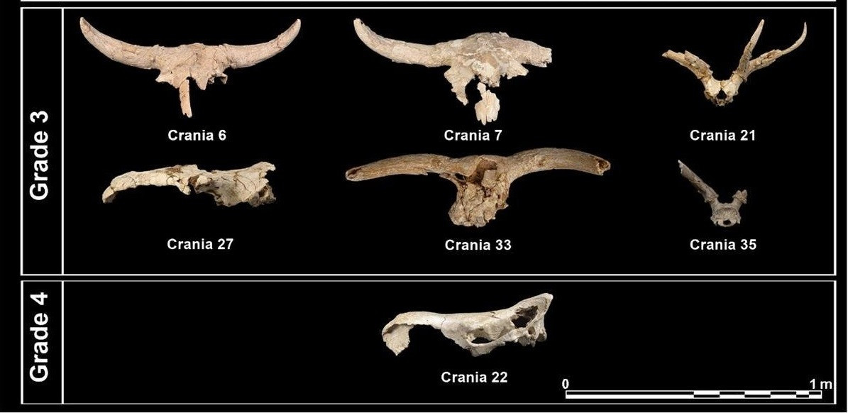 Điều này giúp xác nhận rằng, người Neanderthal đã thu thập hộp sọ động vật trong một thời gian dài, đặc biệt là trong những thời kỳ lạnh giá từ 135.000 đến 43.000 năm trước. Ảnh: L. Villaescusa et al., Archaeological and Anthropological Sciences (2026); CC BY 4.0.