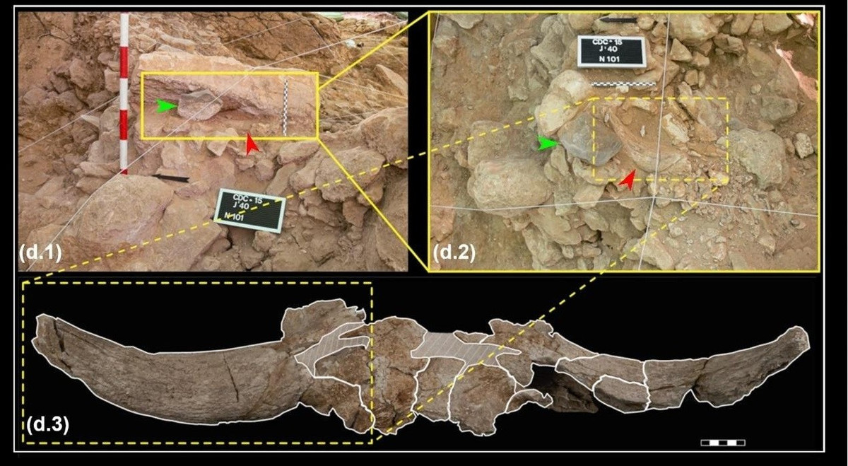 Theo chuyên gia Villaescusa Fernández, điều này cho thấy rằng tập tục này có thể đã được duy trì qua nhiều thế hệ và không liên quan trực tiếp đến sinh kế hoặc vấn đề kinh tế. Ảnh: L. Villaescusa et al., Archaeological and Anthropological Sciences (2026); CC BY 4.0.